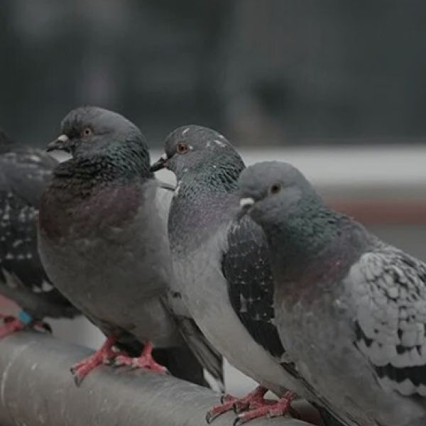 Dépigeonnage