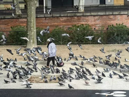 Dépigeonnage Caen : risques sanitaires et solutions – NGAN Calvados, Caen, NGAN Calvados
