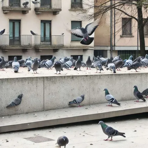 Dépigeonnage - Des solutions professionnelles pour lutter contre les pigeons à Deauville et son secteur, Caen, NGAN Calvados