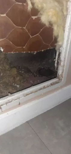 Dératisation Calvados : rats et souris, quand et comment agir | NGAN Calvados, Caen, NGAN Calvados
