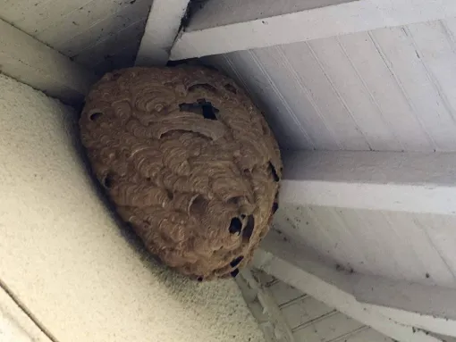 Extermination d'un nid de frelons asiatiques à Caen, Caen, NGAN Calvados