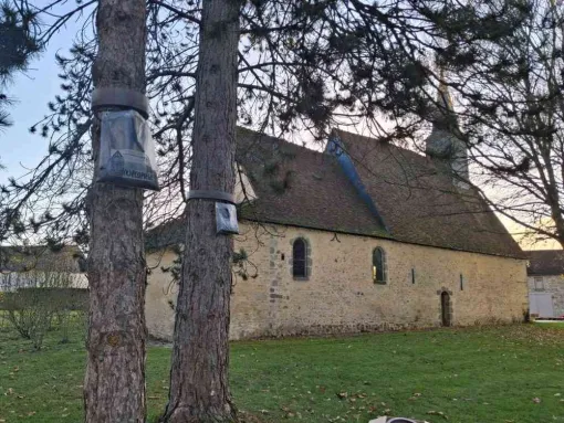 NGAN Calvados : Pose d’éco-pièges & échenillage contre les chenilles processionnaires – Interventions rapides dans tout le département, Caen, NGAN Calvados