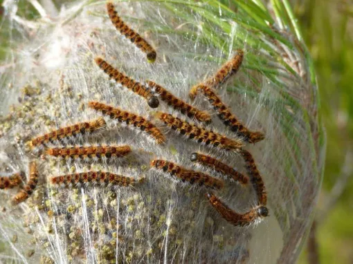 "NGAN Calvados : Une Lutte Efficace Contre les Chenilles Processionnaires grâce à l'Échenillage et aux Écopièges", Caen, NGAN Calvados