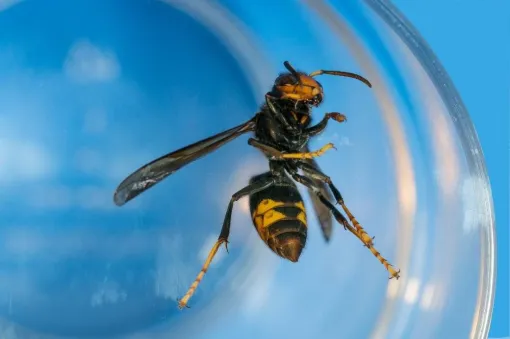Qui appeler pour se débarrasser d’un nid de frelon asiatique à Caen dans le Calvados ?, Caen, NGAN Calvados