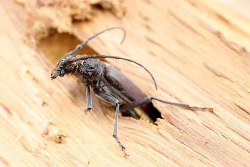 Traitement contre les insectes à larves xylophages à Caen, Caen, NGAN Calvados