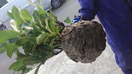 Traitement écologique des nids de frelons asiatiques à Caen, Caen, NGAN Calvados