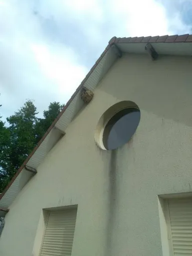 Traitement nid de frelons asiatiques à Ouistreham, Caen, NGAN Calvados
