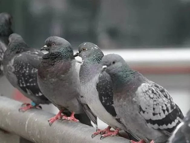 Dépigeonnisation, Caen, NGAN Calvados