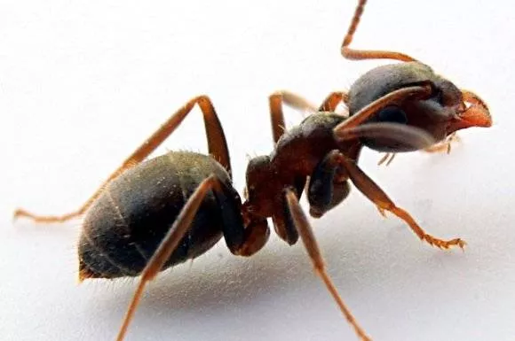 Fourmis, Caen, NGAN Calvados