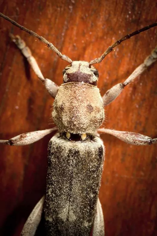 Hespérophanes, Caen, NGAN Calvados