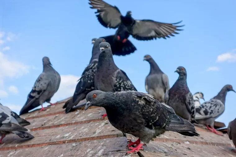 Pose de pics, Caen, NGAN Calvados