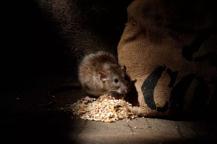 Rats bruns (rats d'égouts), Caen, NGAN Calvados