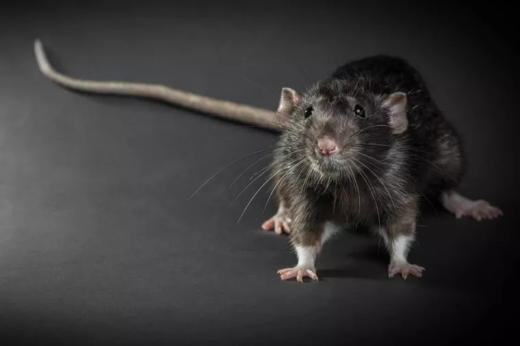 Rats noirs (rats des greniers), Caen, NGAN Calvados