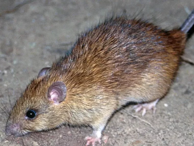 Souris, Caen, NGAN Calvados