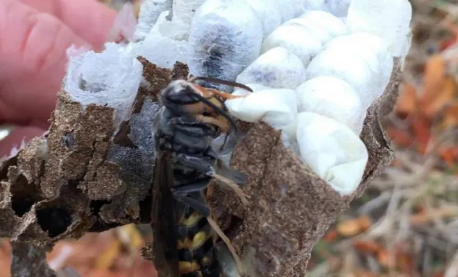 Extermination d'un nid de frelons asiatiques à Caen, Caen, NGAN Calvados